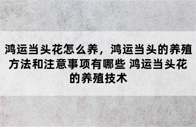 鸿运当头花怎么养，鸿运当头的养殖方法和注意事项有哪些 鸿运当头花的养殖技术